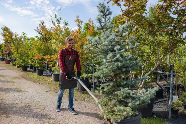 How Our Tree Care Process Works  in Crainville, IL